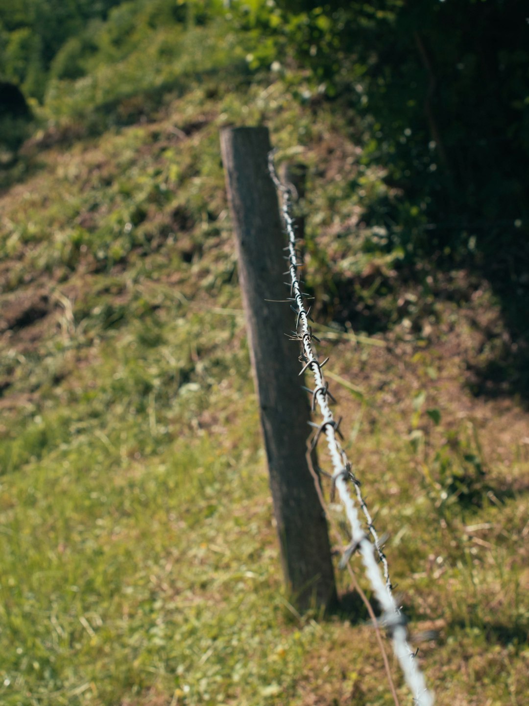 a-chain-on-a-tree-3fof1v23bma