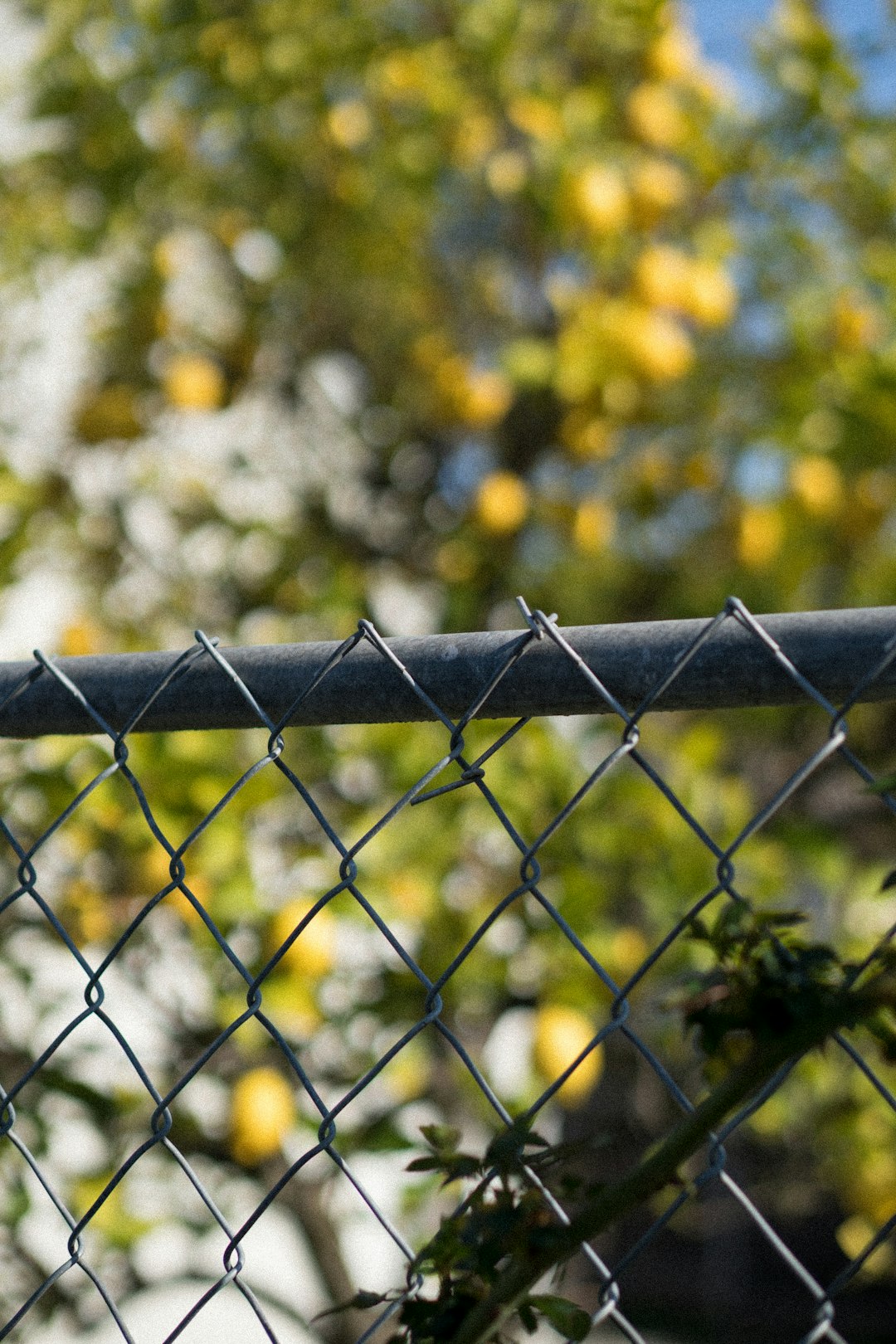 grey-metal-fence-with-yellow-flowers-5jruz6odevu